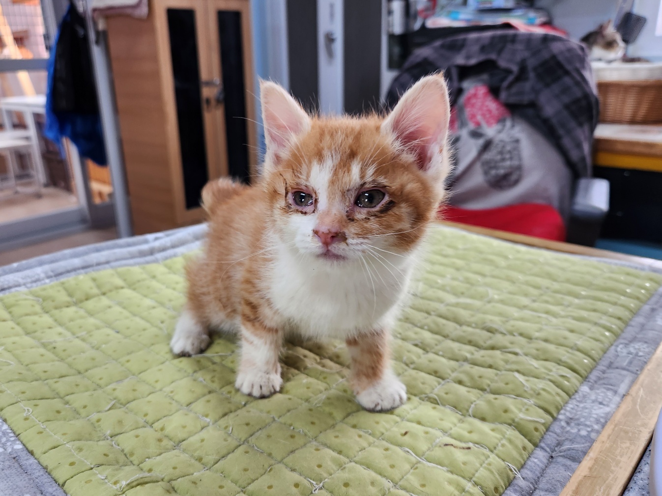 [고양이] 한국 고양이 광주-남구-2023-00111 유기동물 배경 이미지 입니다.